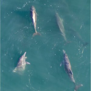 Australia Wildlife