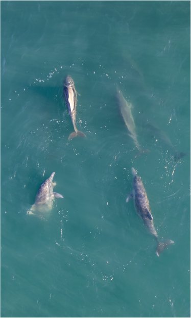 Australia Wildlife