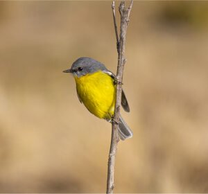 Australia Wildlife