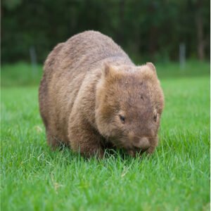Australia Wildlife