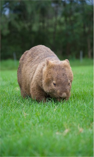 Australia Wildlife