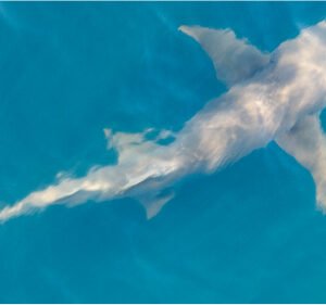 Australia Wildlife