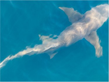 Australia Wildlife
