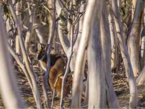 Australia Wildlife