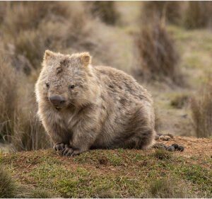 Australia Wildlife