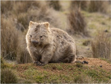 Australia Wildlife