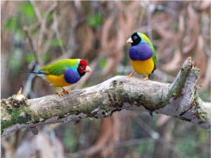 Australia Wildlife
