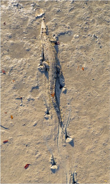 Australia Wildlife