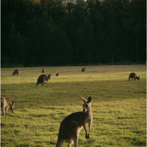 Australia Sunset Kangross