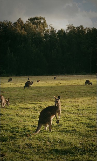 Australia Sunset Kangross