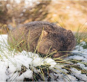 Australia Wildlife