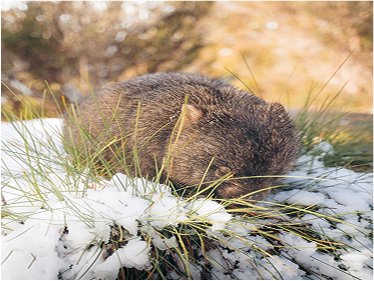 Australia Wildlife